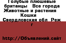 Голубые плюшевые британцы - Все города Животные и растения » Кошки   . Свердловская обл.,Реж г.